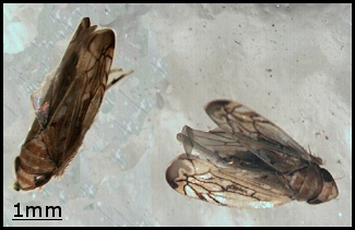 Cicadelles de la Flavescence Dorée