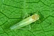 Cicadelles de la Flavescence Dorée